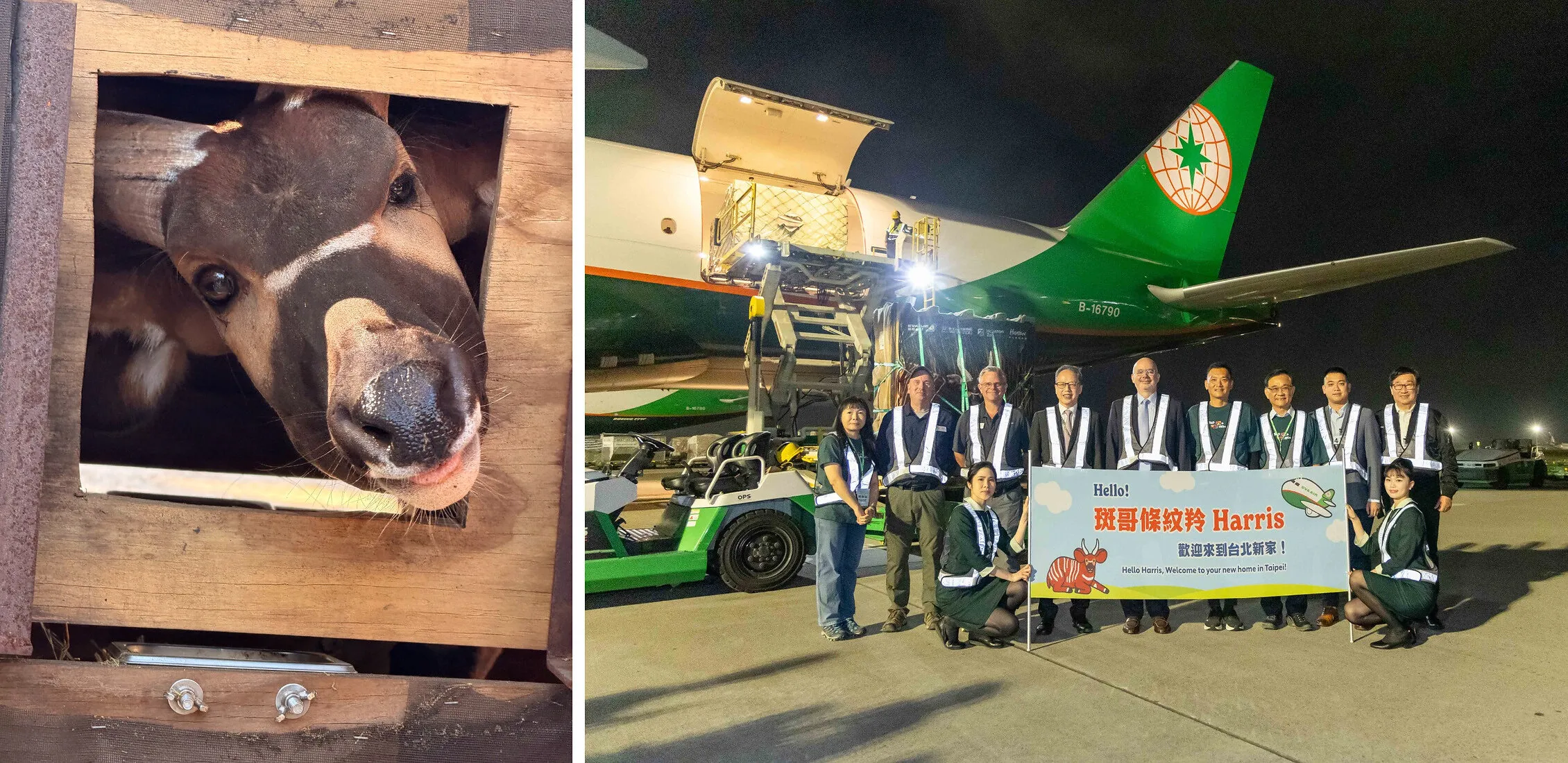 Harris the bongo in a crate and EVA Air staff beside a cargo plane.