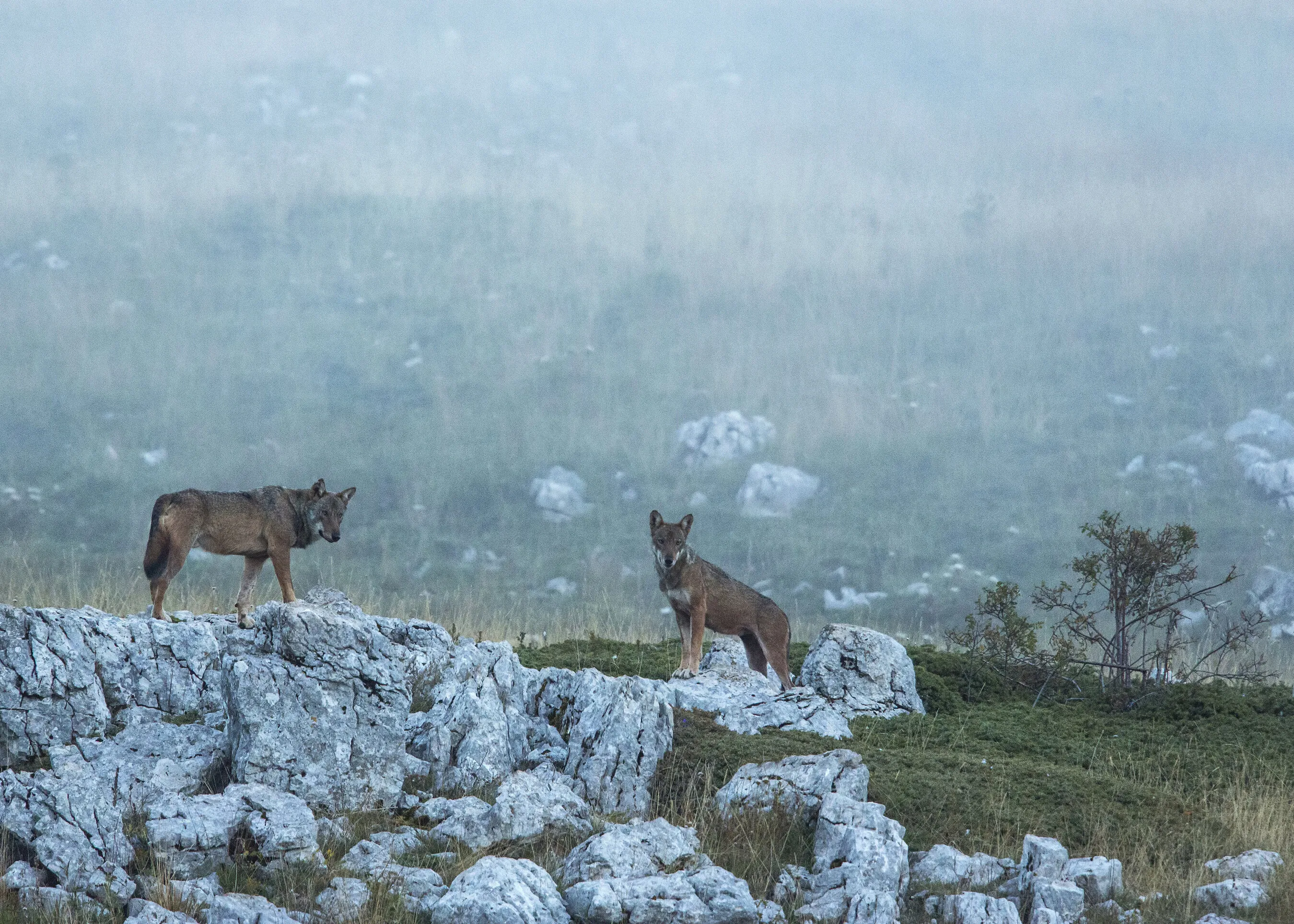 Two wolves standing on rocky ground in a misty Italian mountain landscape.
