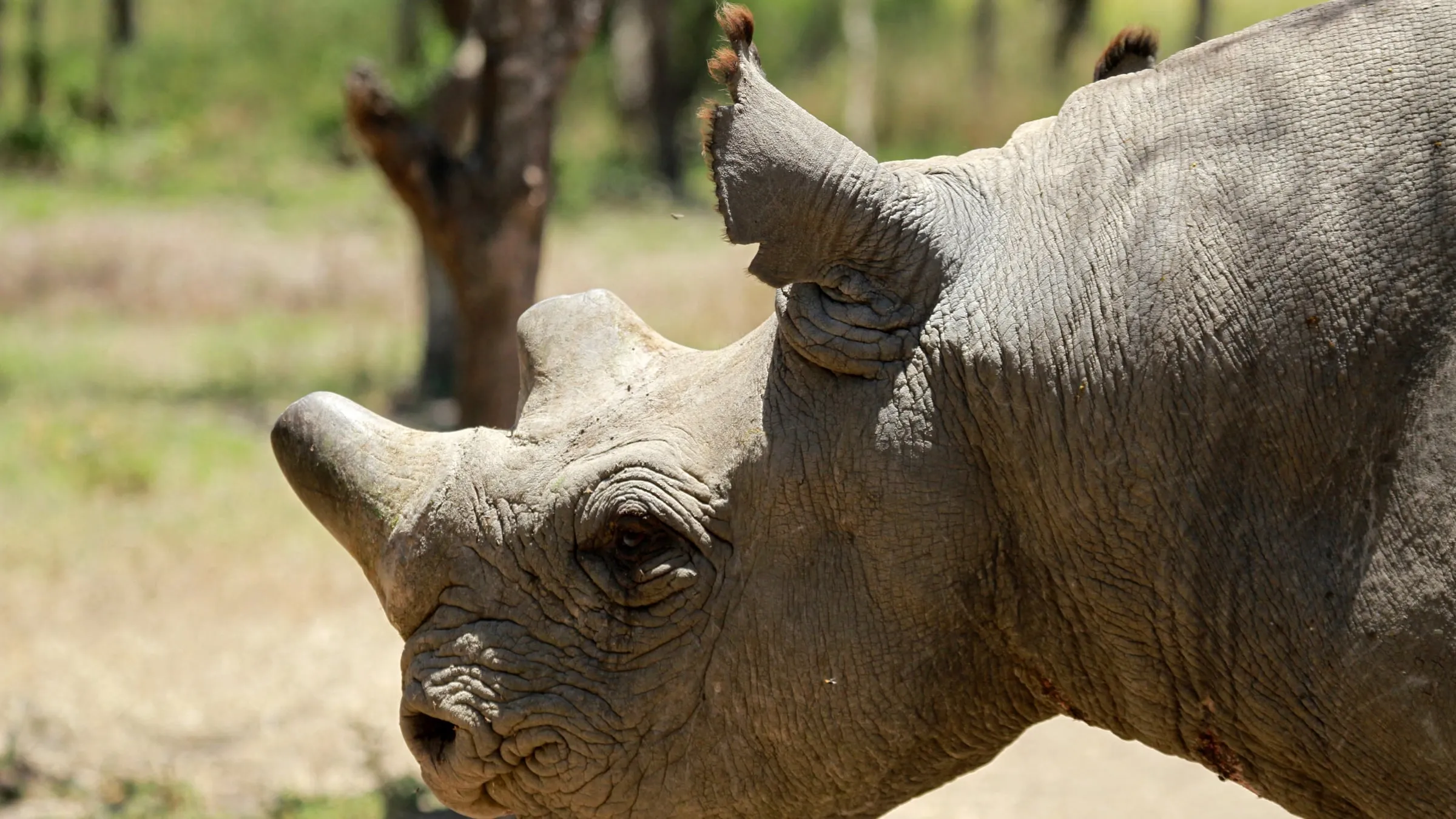 Black rhinoceros, Mugie Sanctuary, Kenya