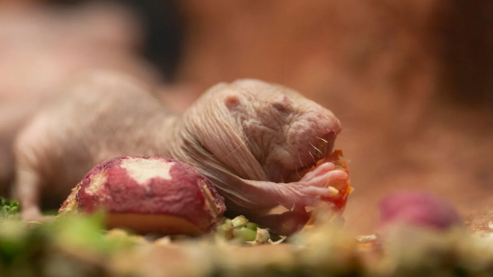 A wrinkled pink naked mole-rat eating a piece of vegetable