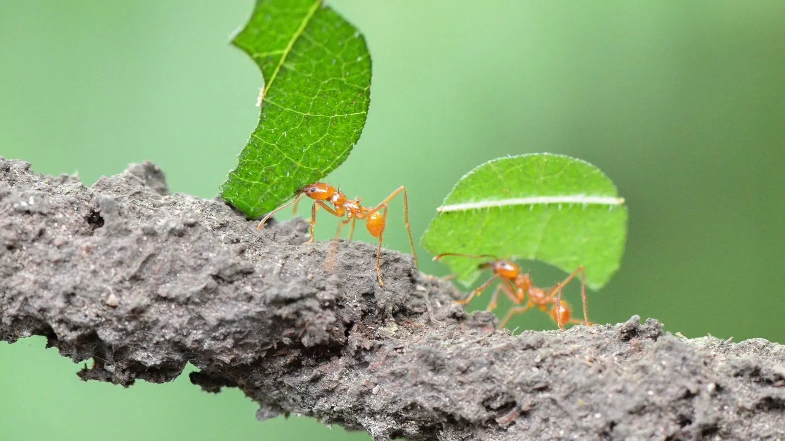 Two orange leafcutter ants carrying cut pieces of green leaf along a branch