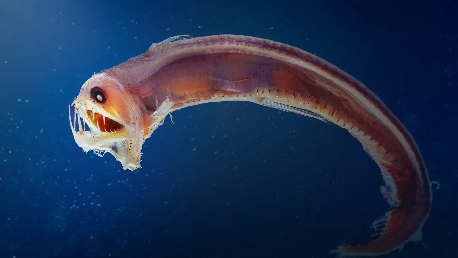 A Sloane's viperfish with long needle-like fangs and a pink, curved body in deep blue water