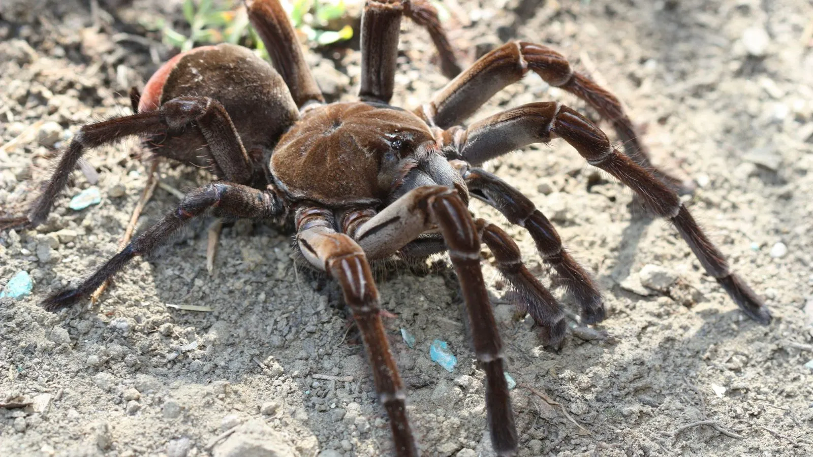 A large brown Goliath birdeater tarantula standing on bare dusty ground