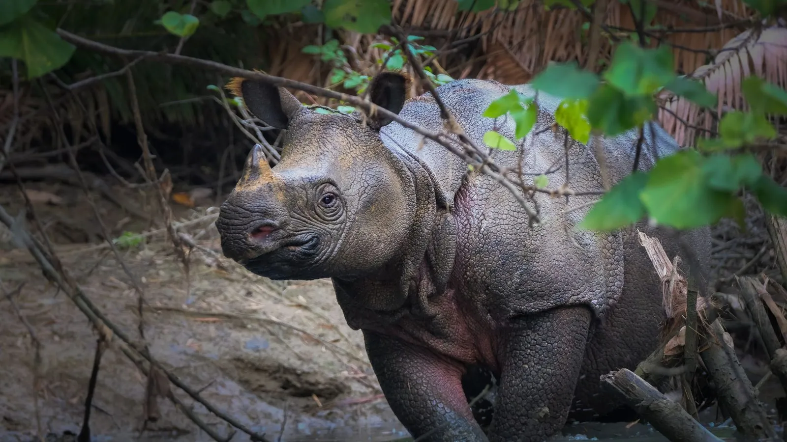 A Javan rhino with folded, armour-like grey skin and a small single horn standing in a muddy forest stream