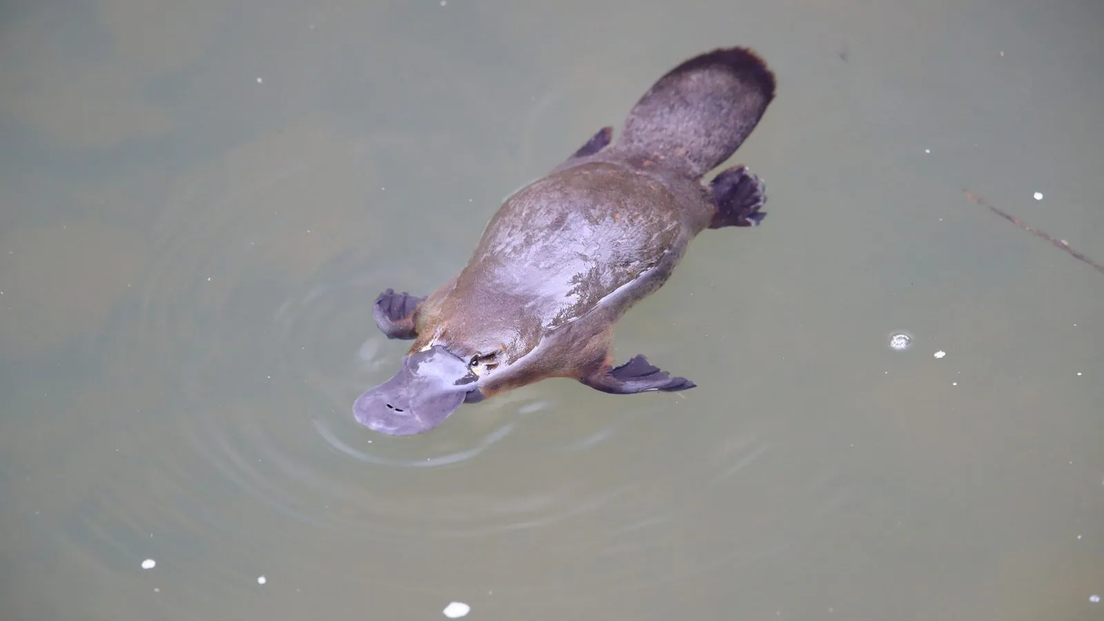 A platypus swimming at the surface of murky green water, seen from above with its flat bill and webbed feet