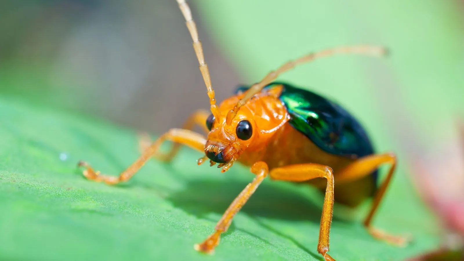 A bombardier beetle with an orange head and legs and a shiny blue-green back on a green leaf