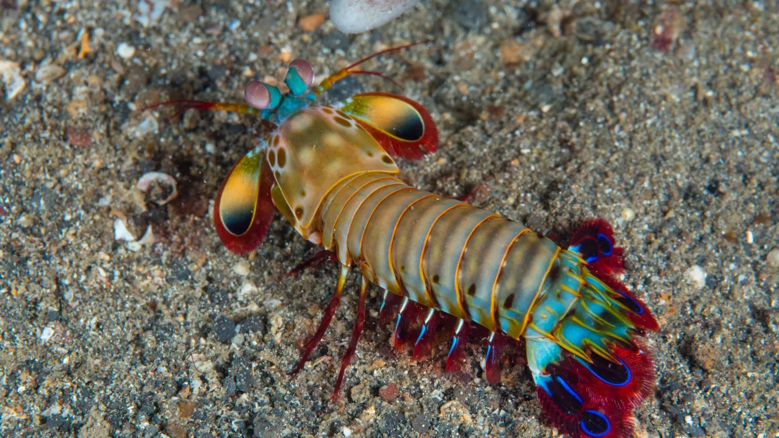 A peacock mantis shrimp with green, red and blue markings and stalked eyes on a sandy sea floor