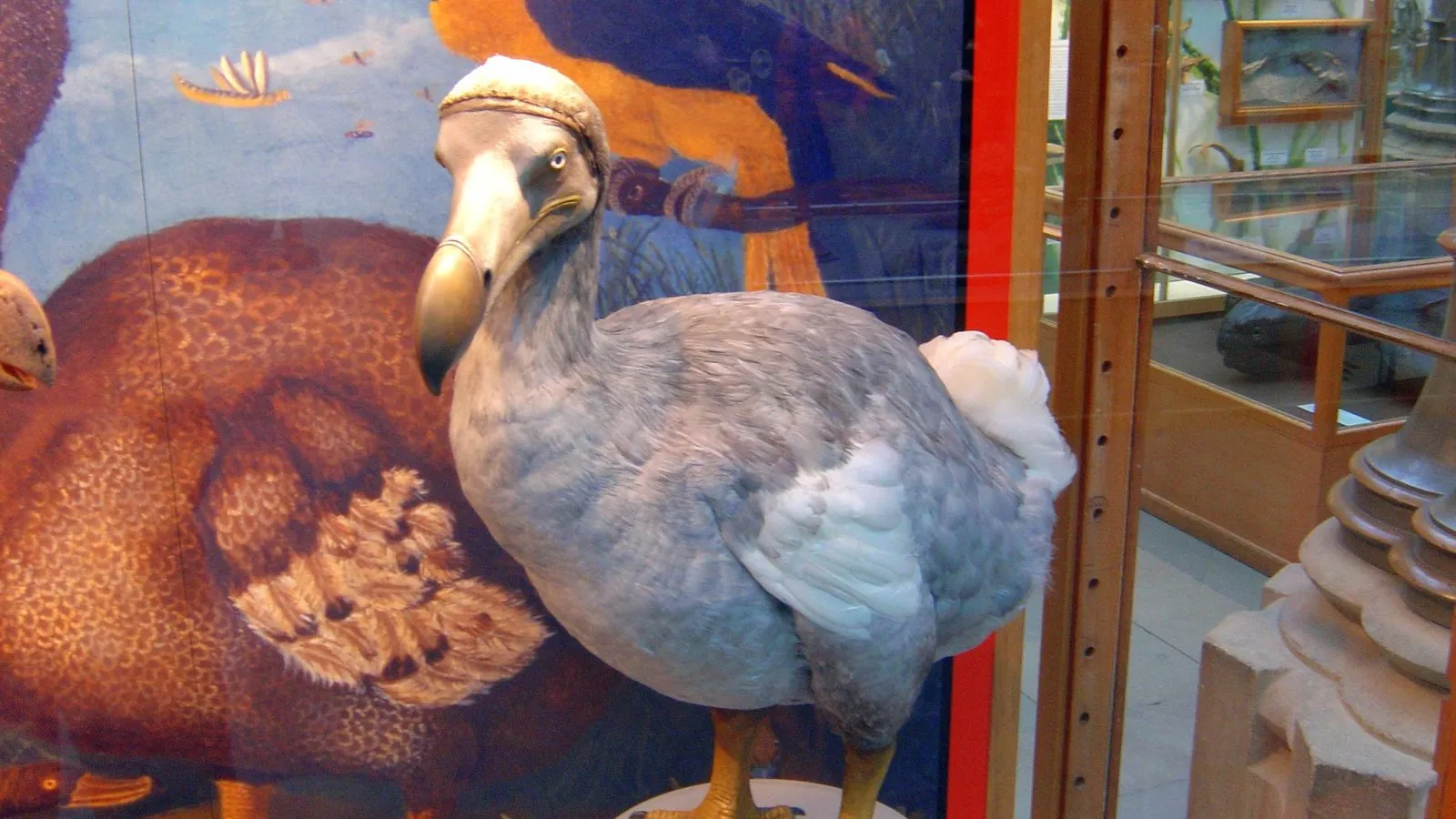 A museum model of a grey dodo with a large hooked beak standing in a glass display case