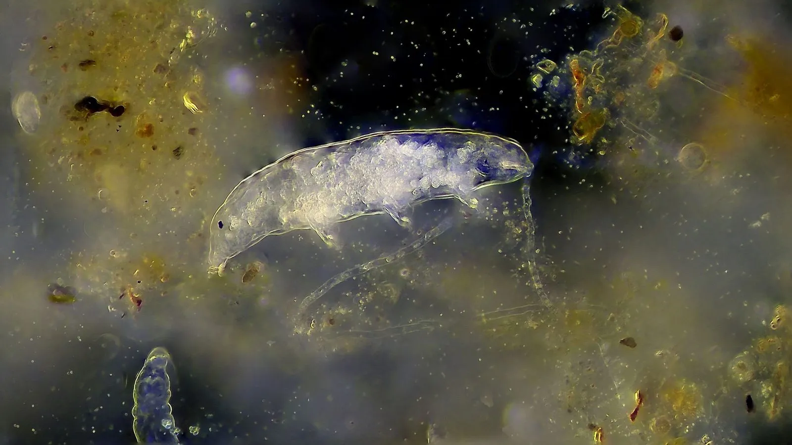 A microscope image of a translucent tardigrade among specks of debris