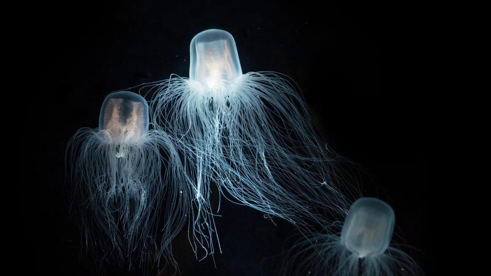 Three small transparent jellyfish with orange centres and long fine white tentacles against black water