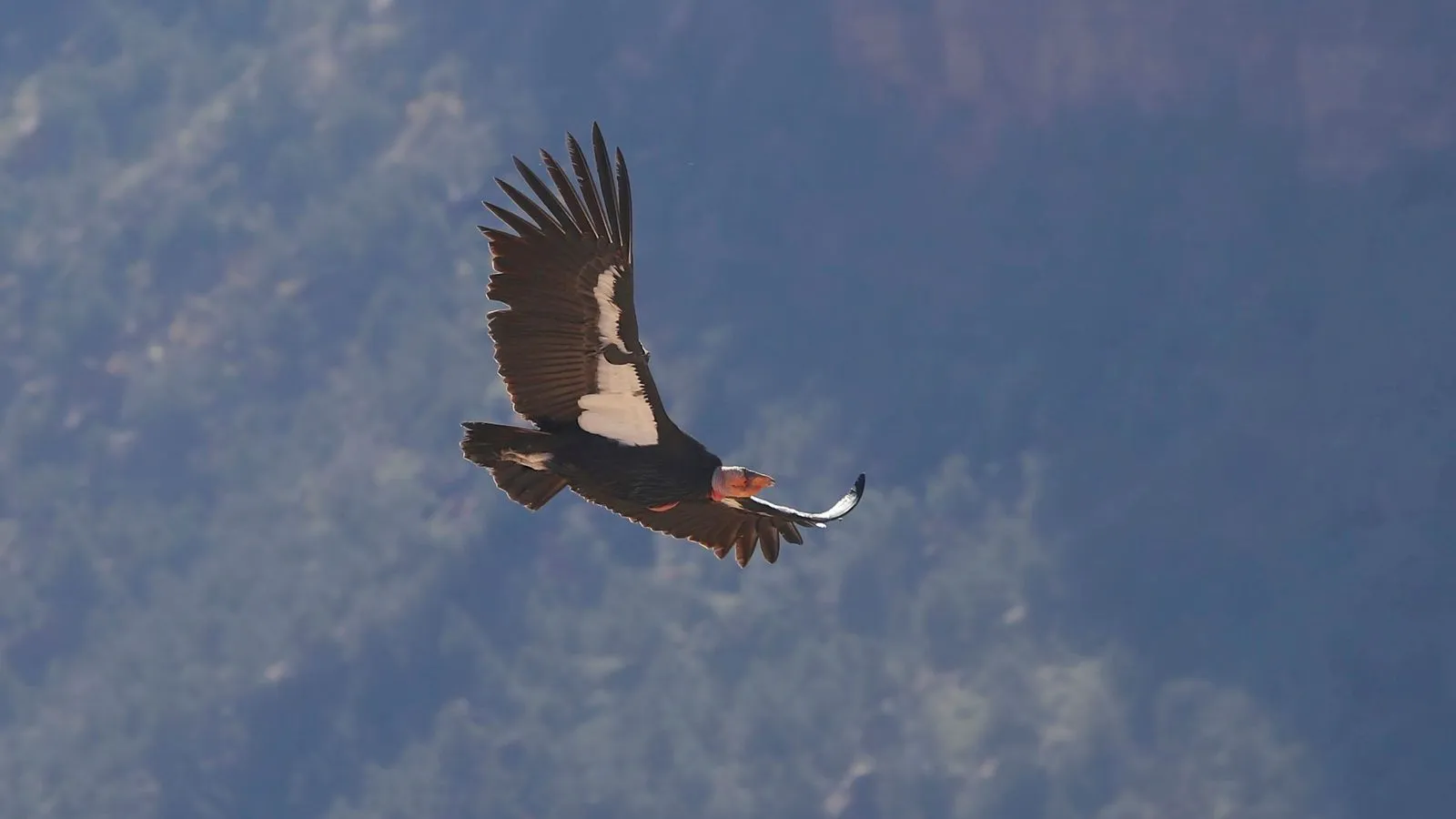 A California condor with a bare orange head and white underwing patches soaring in front of a canyon wall