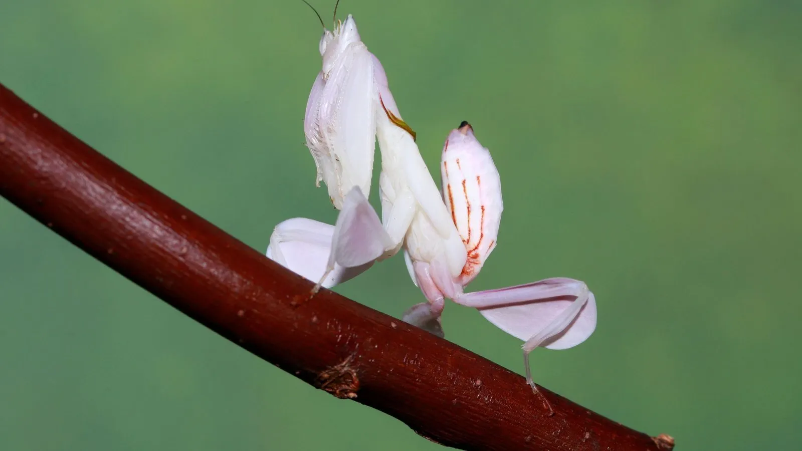 A white and pink orchid mantis with petal-shaped legs standing on a red-brown twig