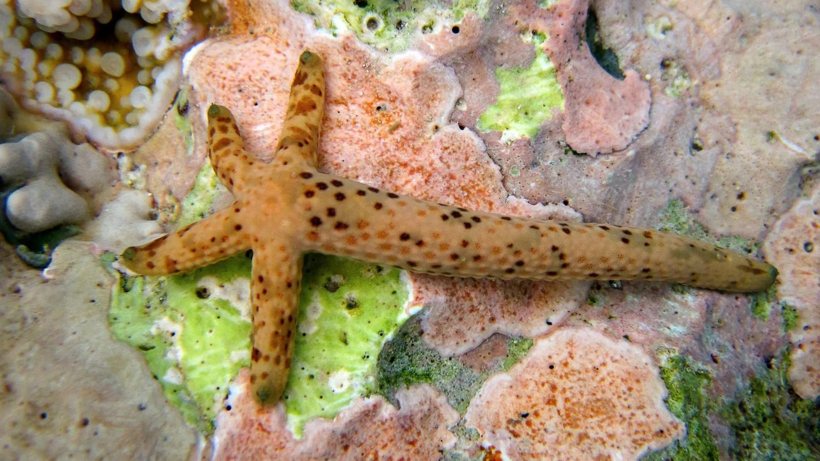 A spotted orange sea star on a reef with one long arm and four short arms regrowing from it