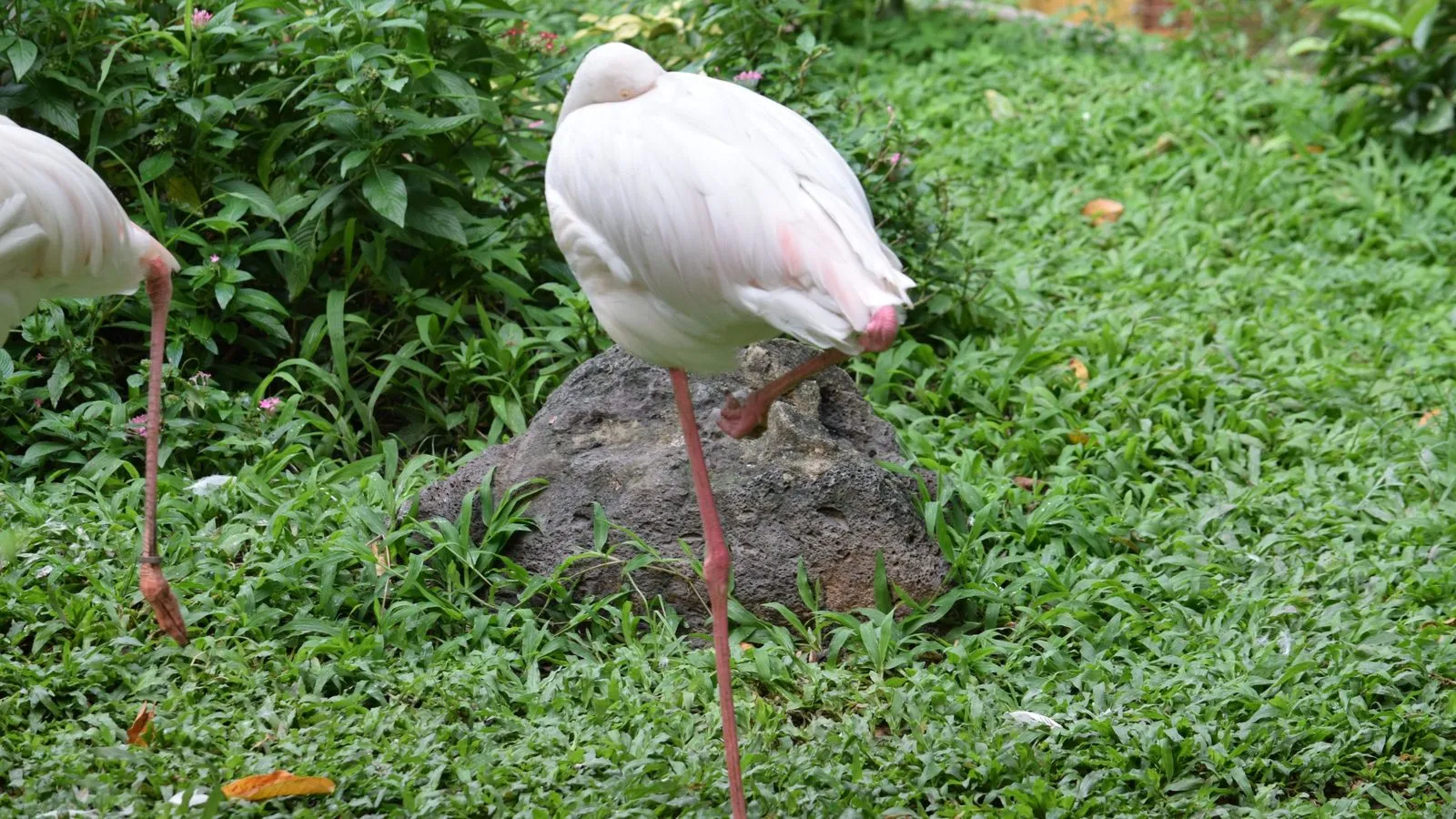 A pale pink flamingo standing on one leg with its head tucked into its back feathers, on green ground cover
