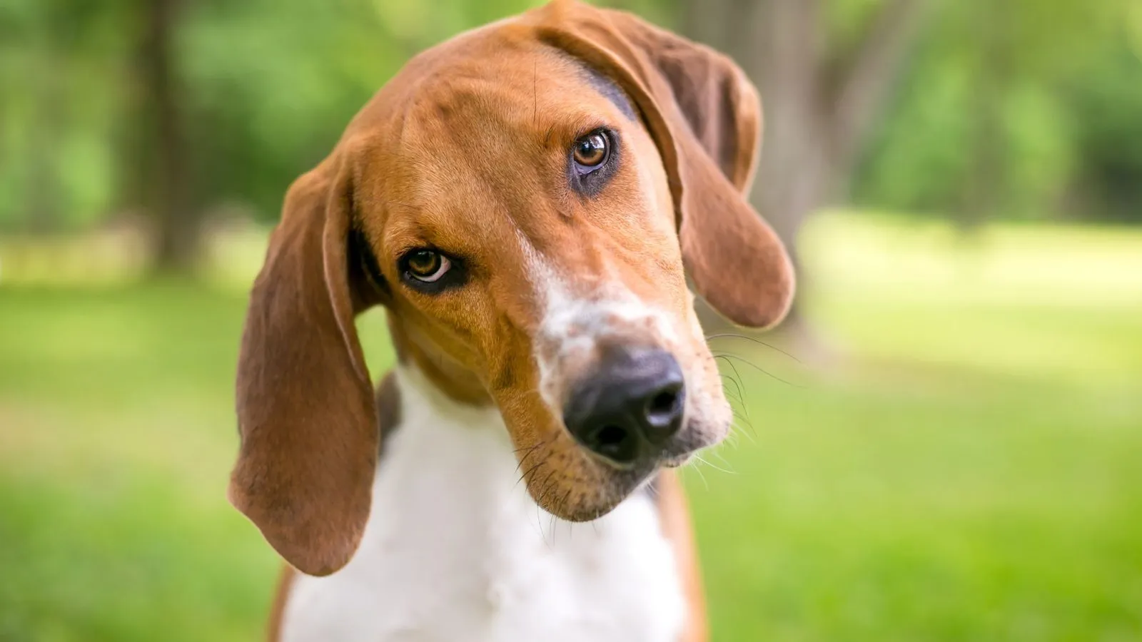 A brown and white hound tilting its head to one side while looking at the camera