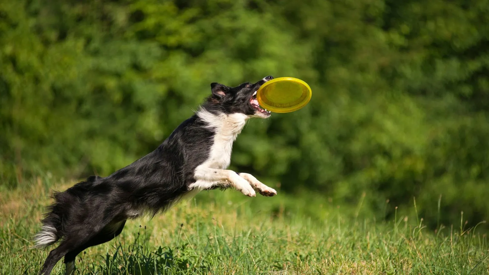 A black and white border collie leaping to catch a yellow frisbee in a grassy field