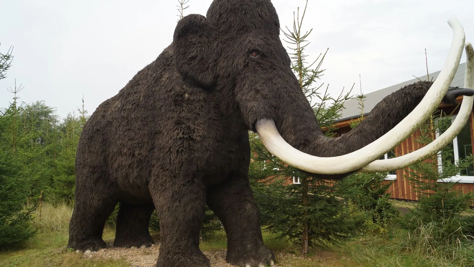 A life-size model of a shaggy dark brown woolly mammoth with long curved tusks among young fir trees