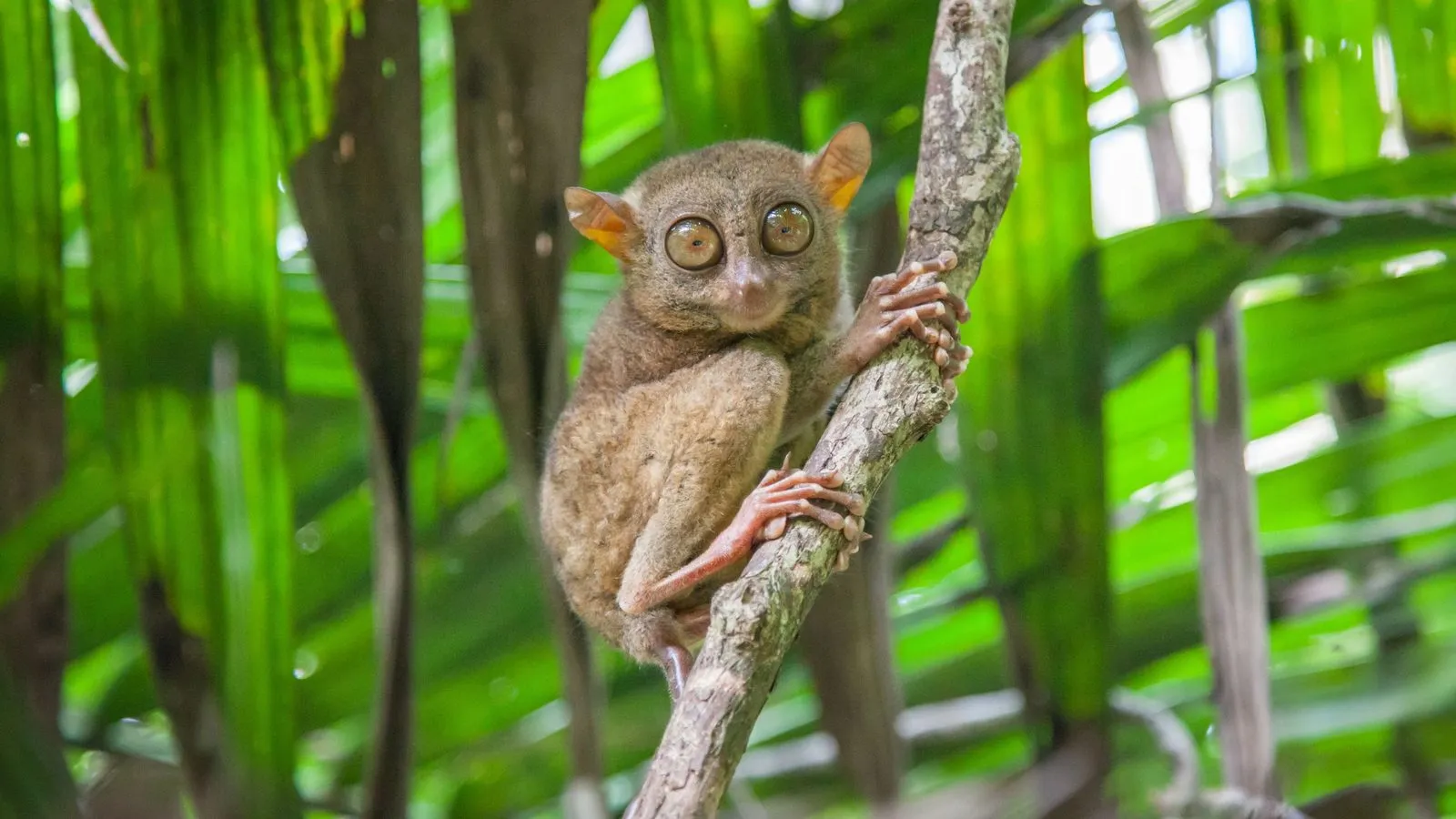A small Philippine tarsier with huge round eyes gripping a thin branch among green palm leaves