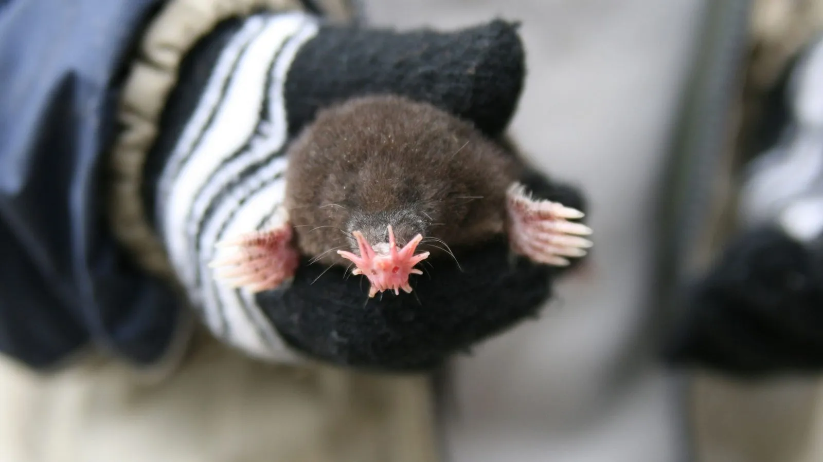 A star-nosed mole with its pink, tentacled nose and broad clawed front feet, held in a gloved hand