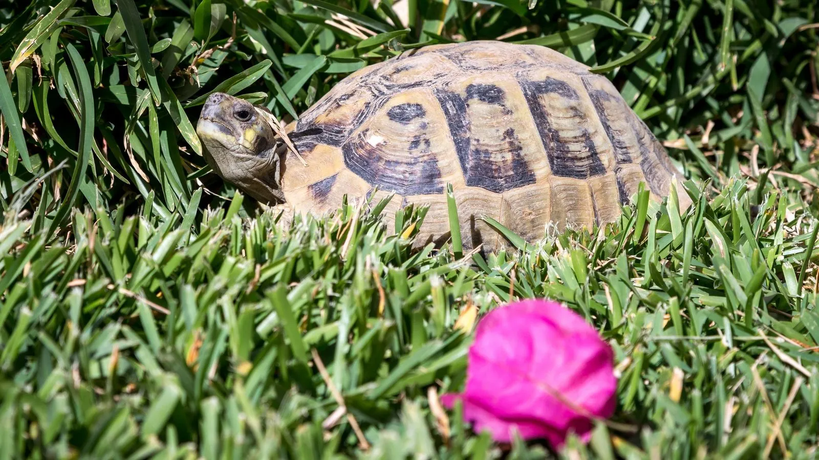 A Hermann's tortoise with a yellow and black patterned shell in long green grass beside a pink petal
