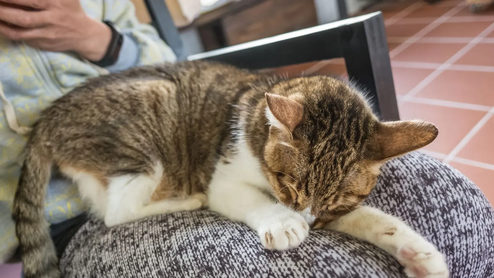 A brown tabby and white cat curled up asleep on a person's lap