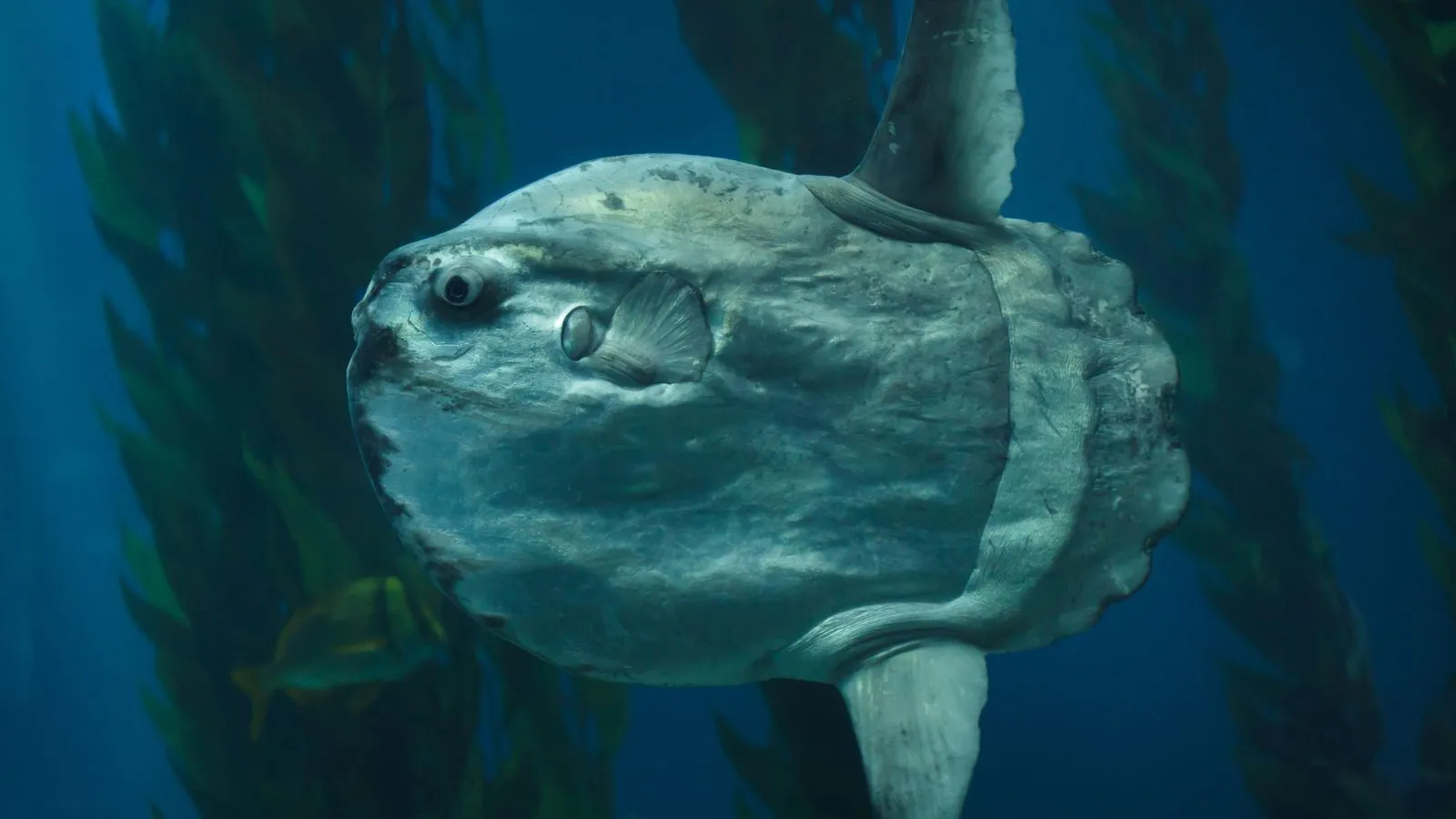 A large silvery-grey ocean sunfish with tall top and bottom fins swimming past a kelp forest