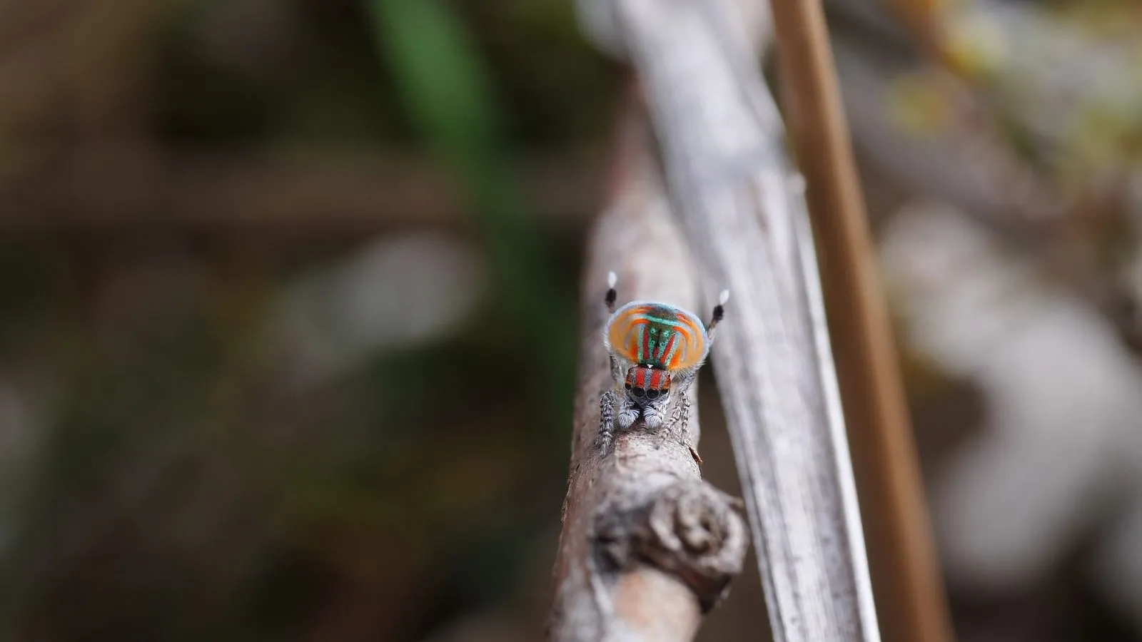 A tiny male peacock spider on a twig raising its red, blue and green fan and two white-tipped legs