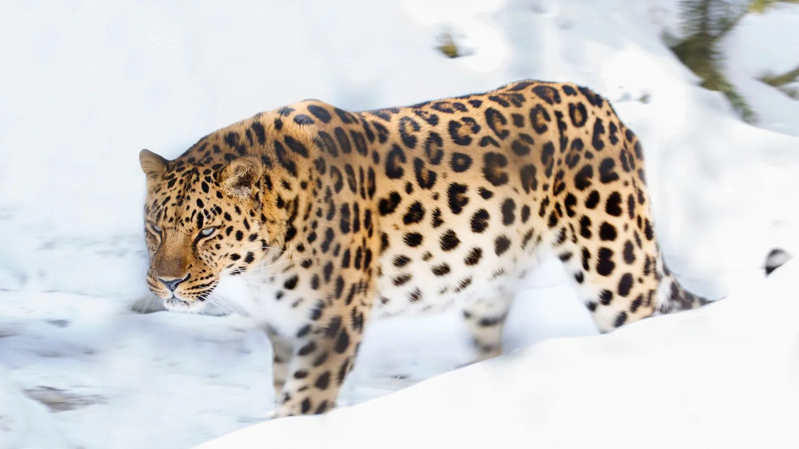 An Amur leopard with a pale, thickly spotted coat walking through deep snow