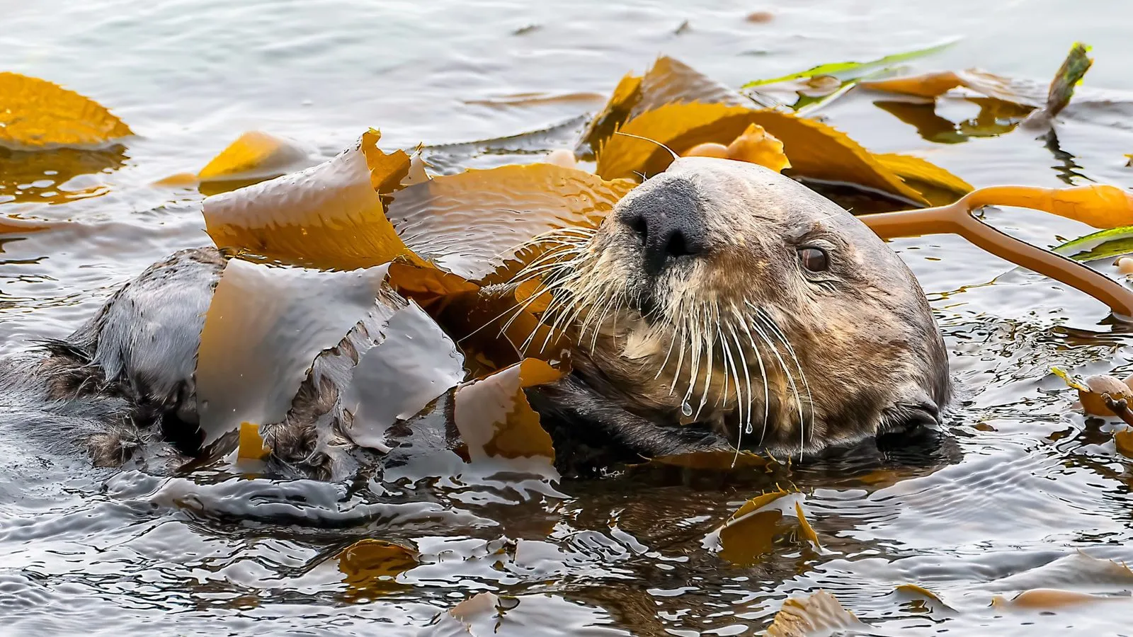 A sea otter floating in the water wrapped in golden kelp, its whiskered face turned to the camera