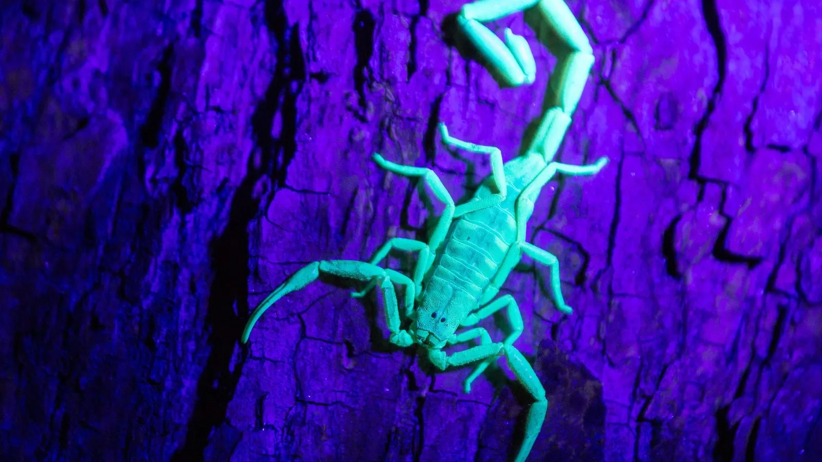 A scorpion glowing pale green under ultraviolet light on purple-lit tree bark