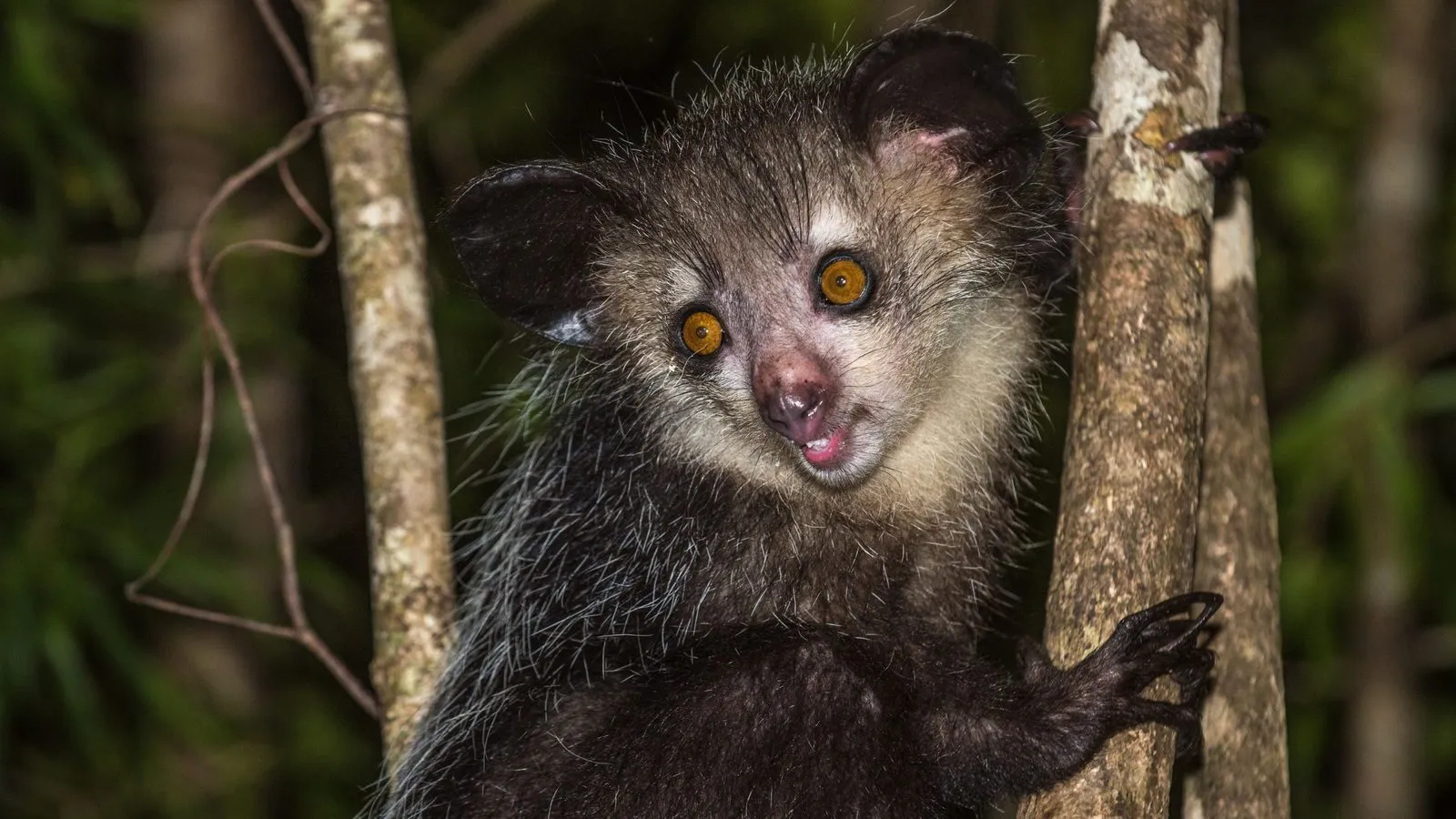 An aye-aye with large dark ears and orange eyes clinging to a thin tree trunk at night