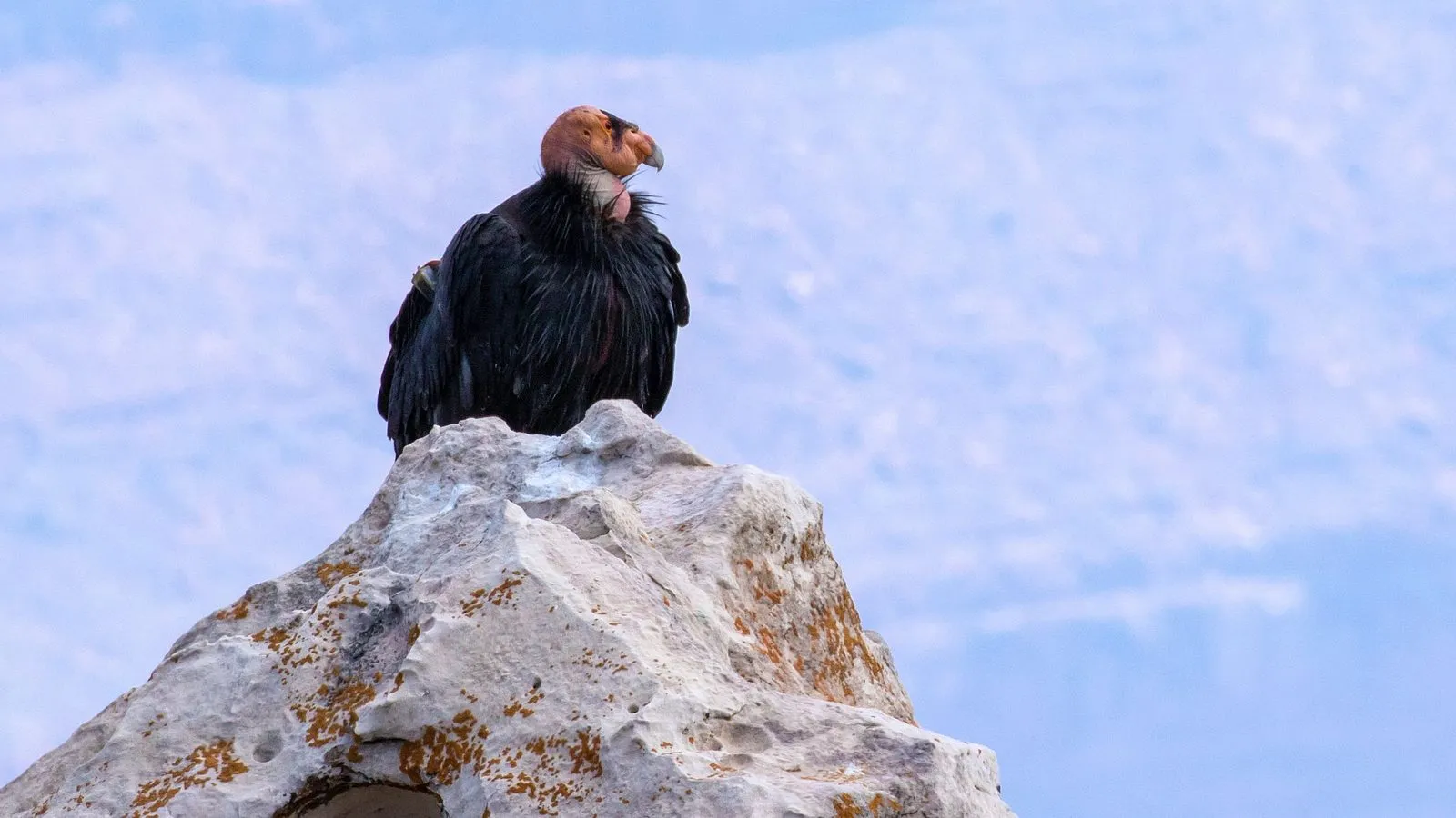 A California condor with a bare orange head and black feathers perched on top of a pale rock