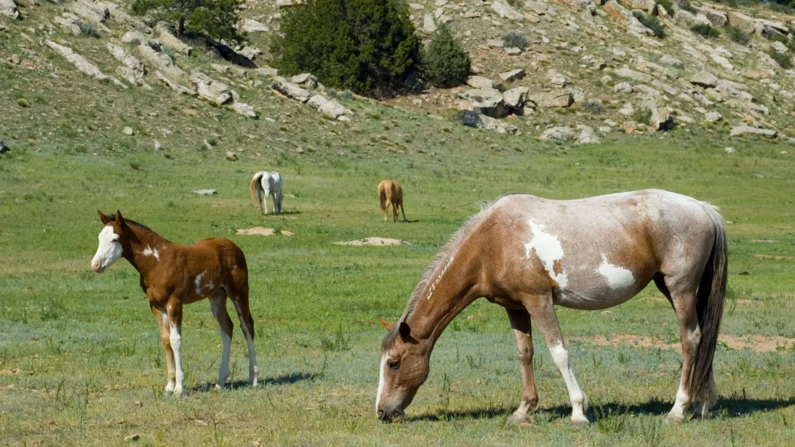 A mare and her foal grazing in a wide green pasture at the Black Hills wild horse sanctuary
