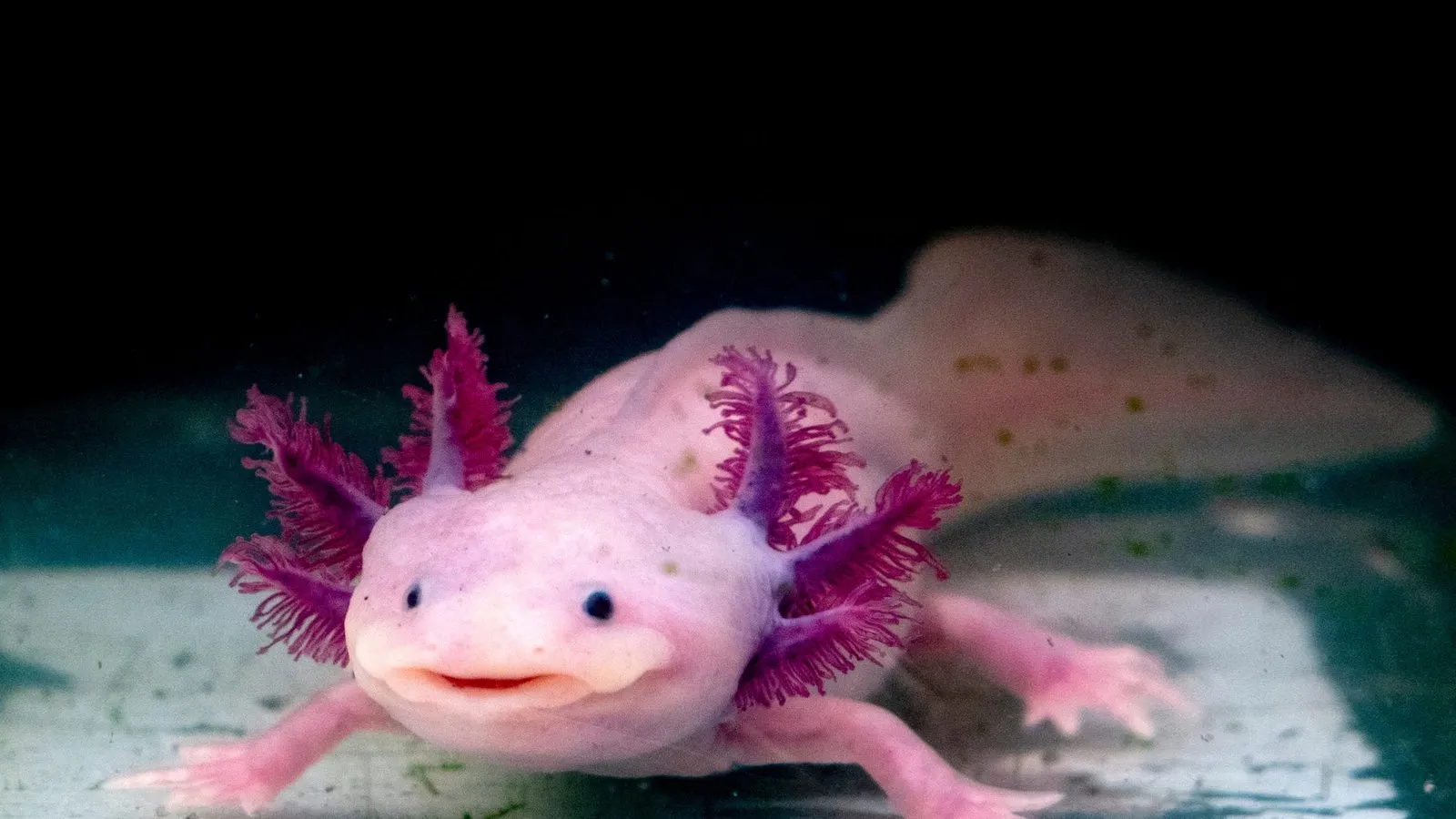 A pale pink axolotl with purple feathery gills resting on the bottom of a tank