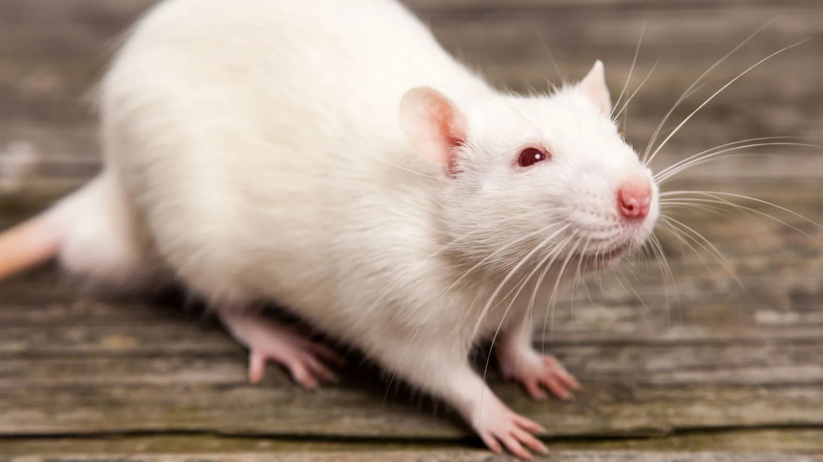 A white pet rat with pink ears, red eyes and long whiskers standing on weathered wooden boards