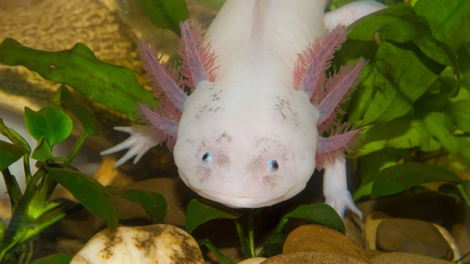 A white axolotl with pink feathery gills among green plants and pebbles in an aquarium