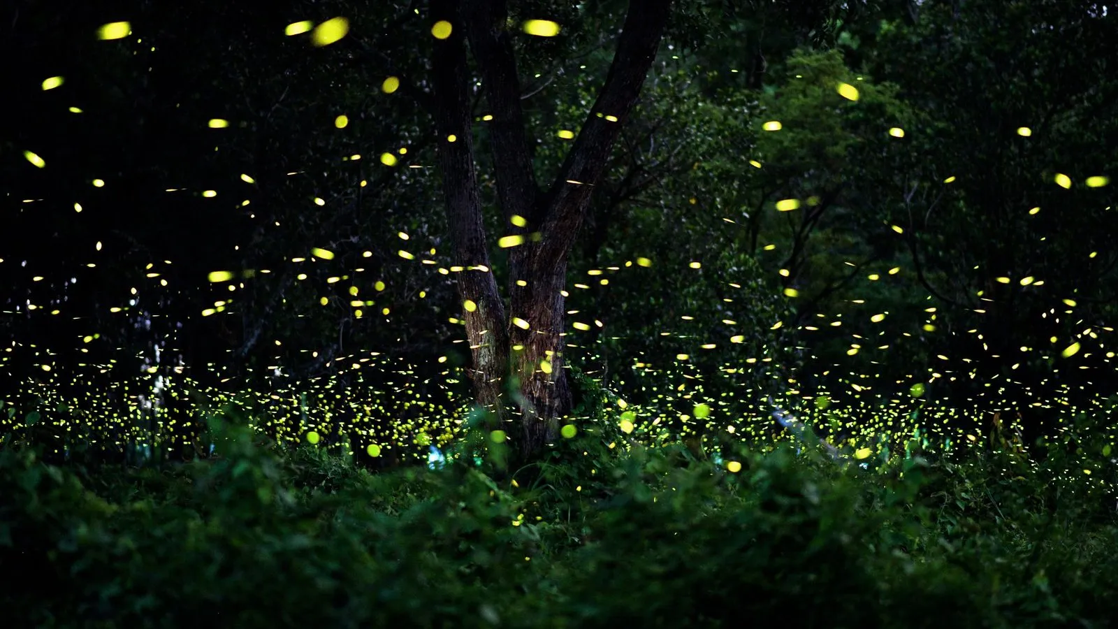 Hundreds of fireflies glowing yellow-green around a tree trunk in a dark forest