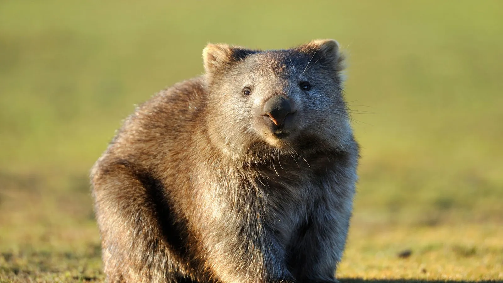 A common wombat sitting on short grass in the sun, looking at the camera