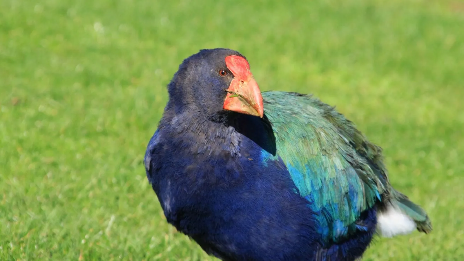 A takahe, a large flightless bird with deep blue and green feathers and a heavy red beak, on short grass