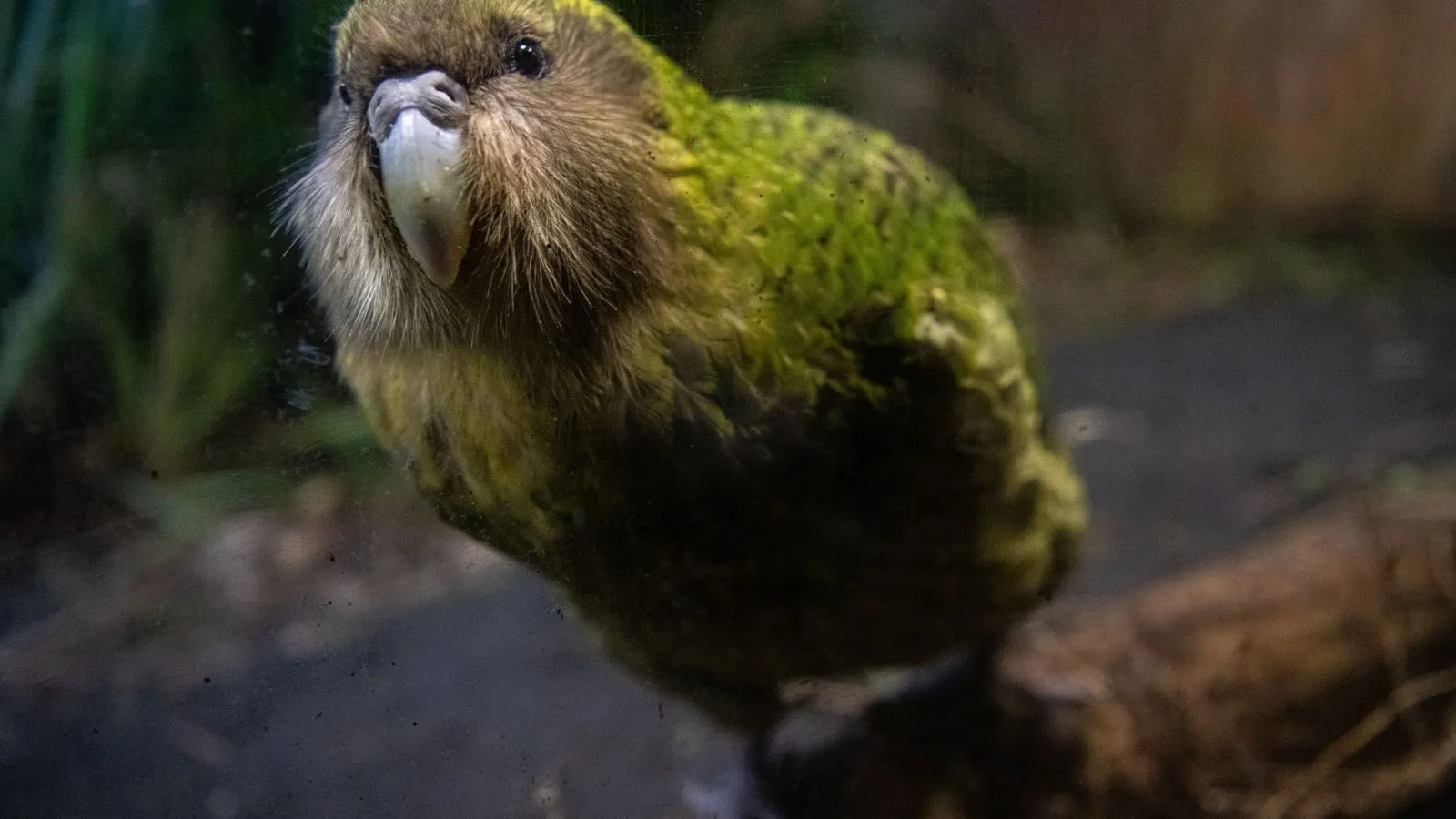 A moss-green kakapo parrot with a pale whiskered face and grey beak, looking up at the camera