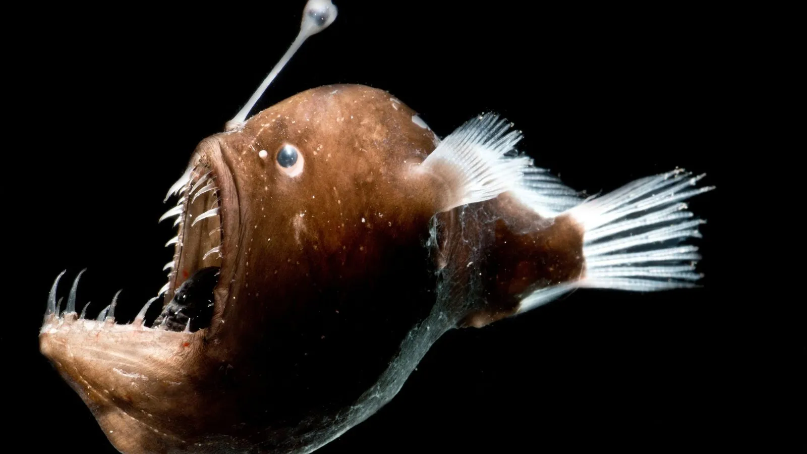 A brown deep-sea anglerfish with a gaping mouth of needle-like teeth and a lure on a stalk above its head, against black water
