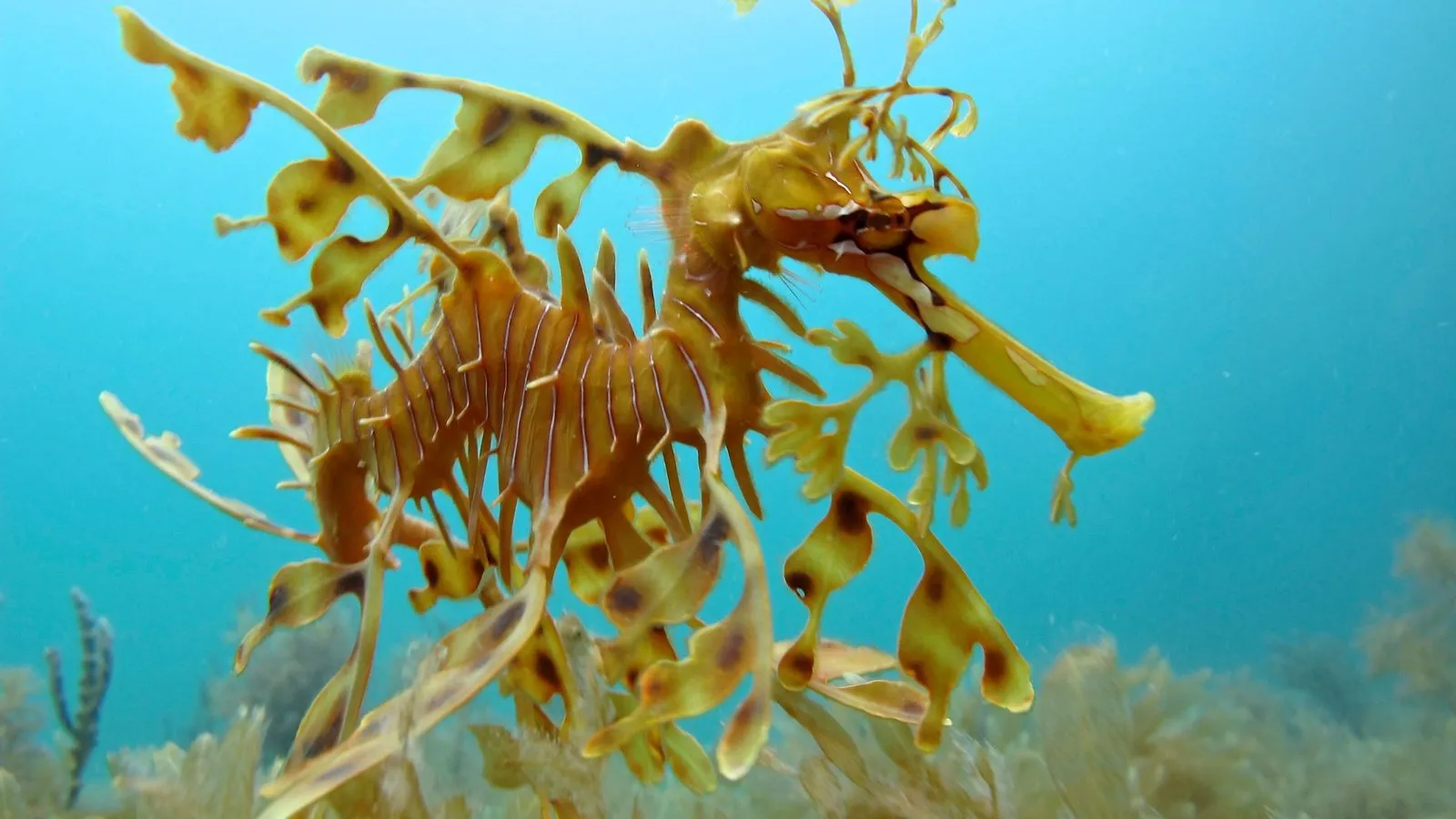 A yellow-brown leafy seadragon with leaf-shaped flaps along its body drifting above seaweed