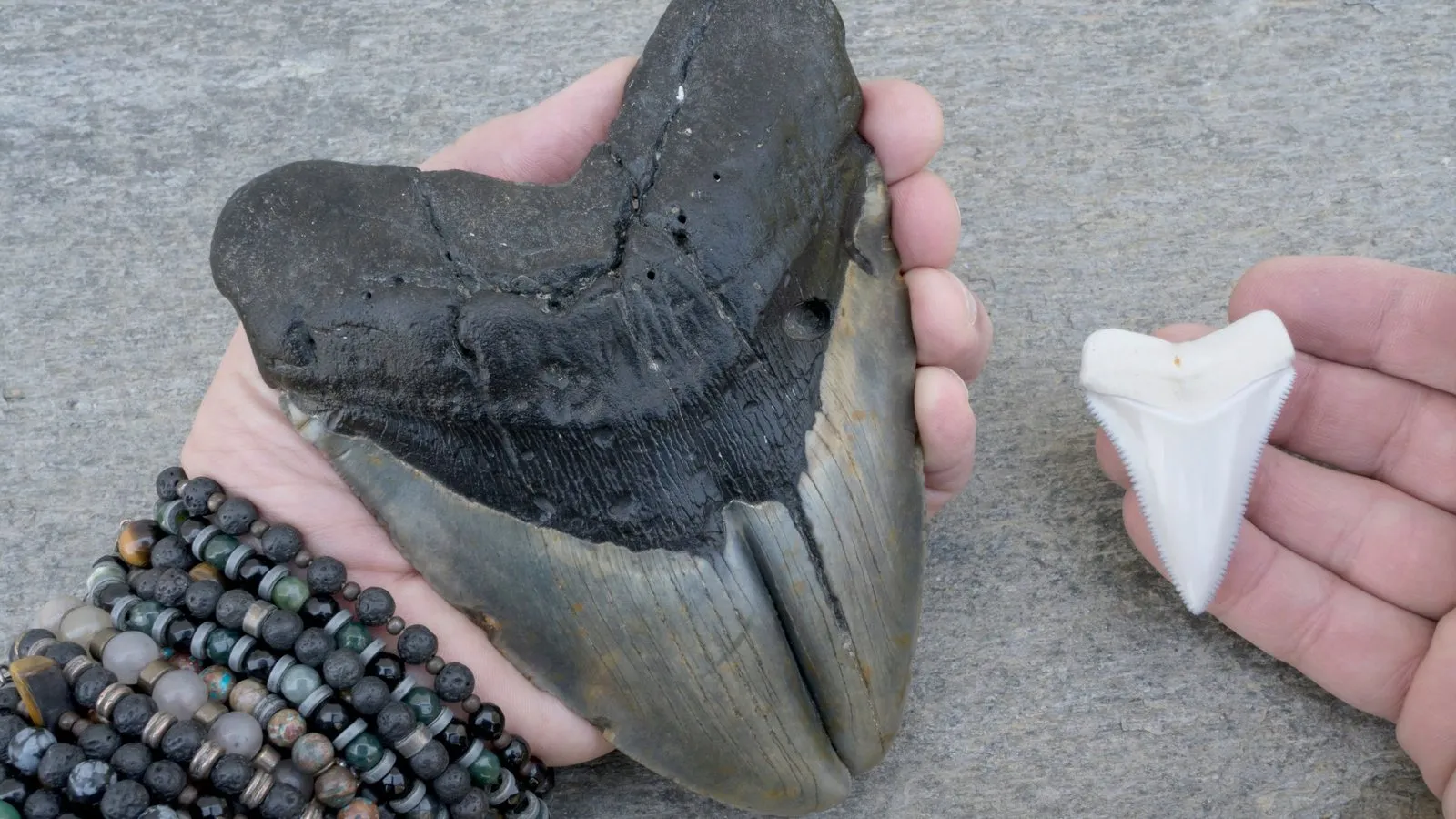 A huge dark fossil megalodon tooth held in one hand next to a small white great white shark tooth in the other