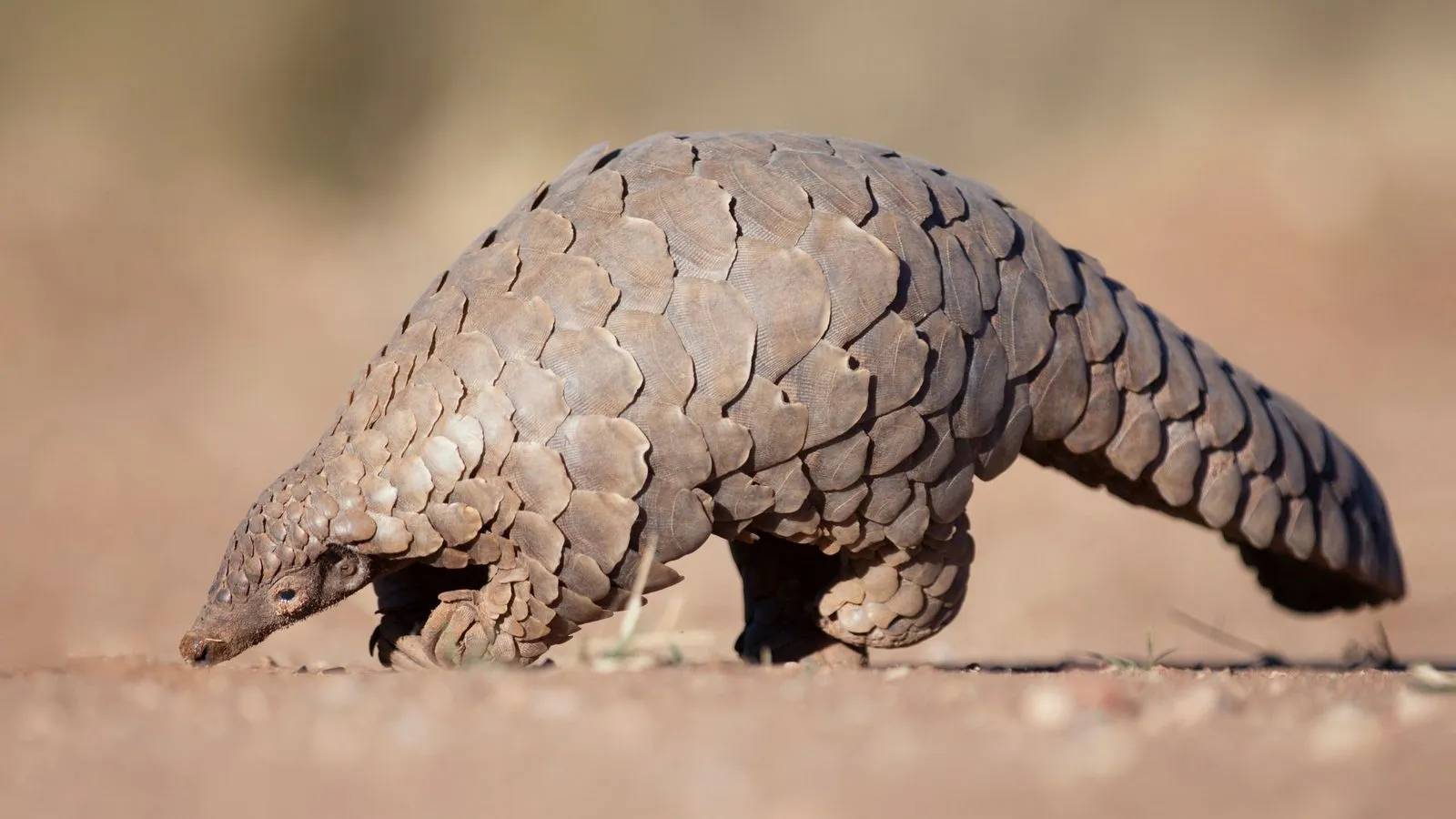 A ground pangolin covered in overlapping brown scales walking with its nose to the dusty ground