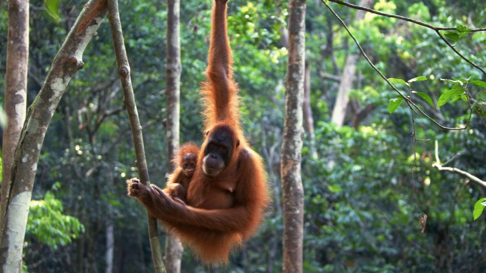 A Sumatran orangutan with long orange hair hanging from a tree in the rainforest with a baby clinging to her