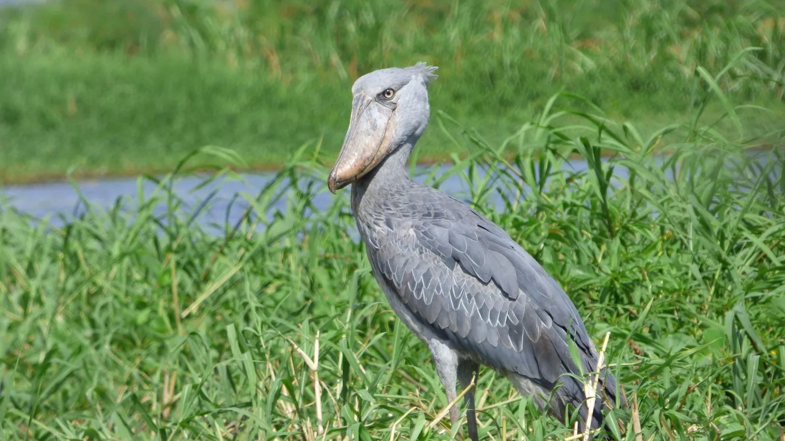 A grey shoebill with its huge clog-shaped bill standing in tall green grass beside a river