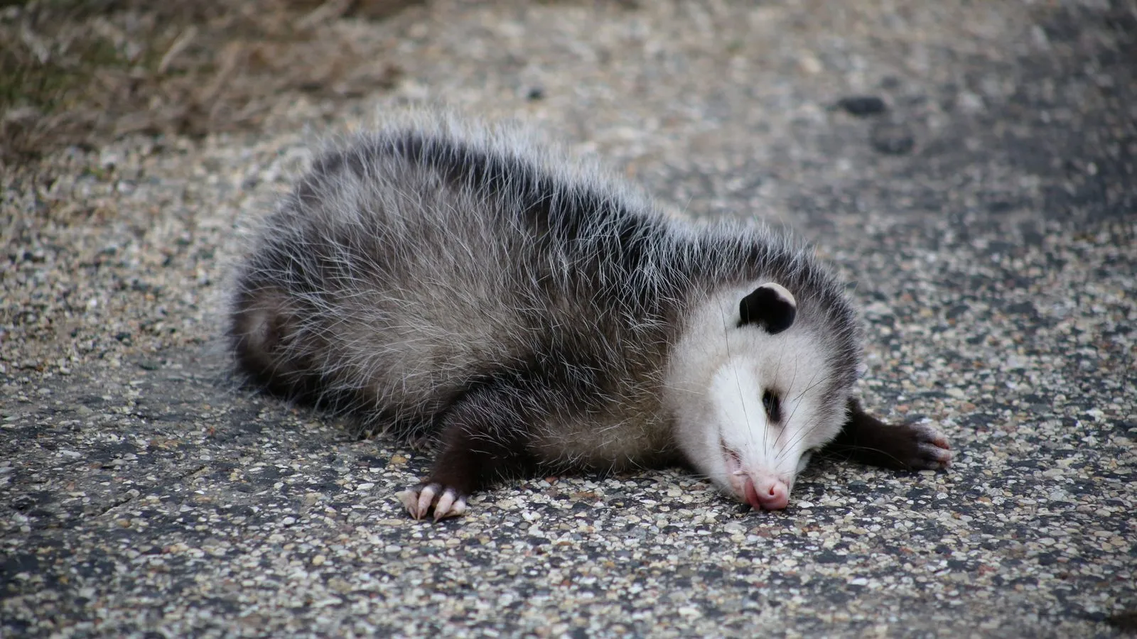 A Virginia opossum lying limp on its side on a gravel path, eyes half shut and mouth open, playing dead