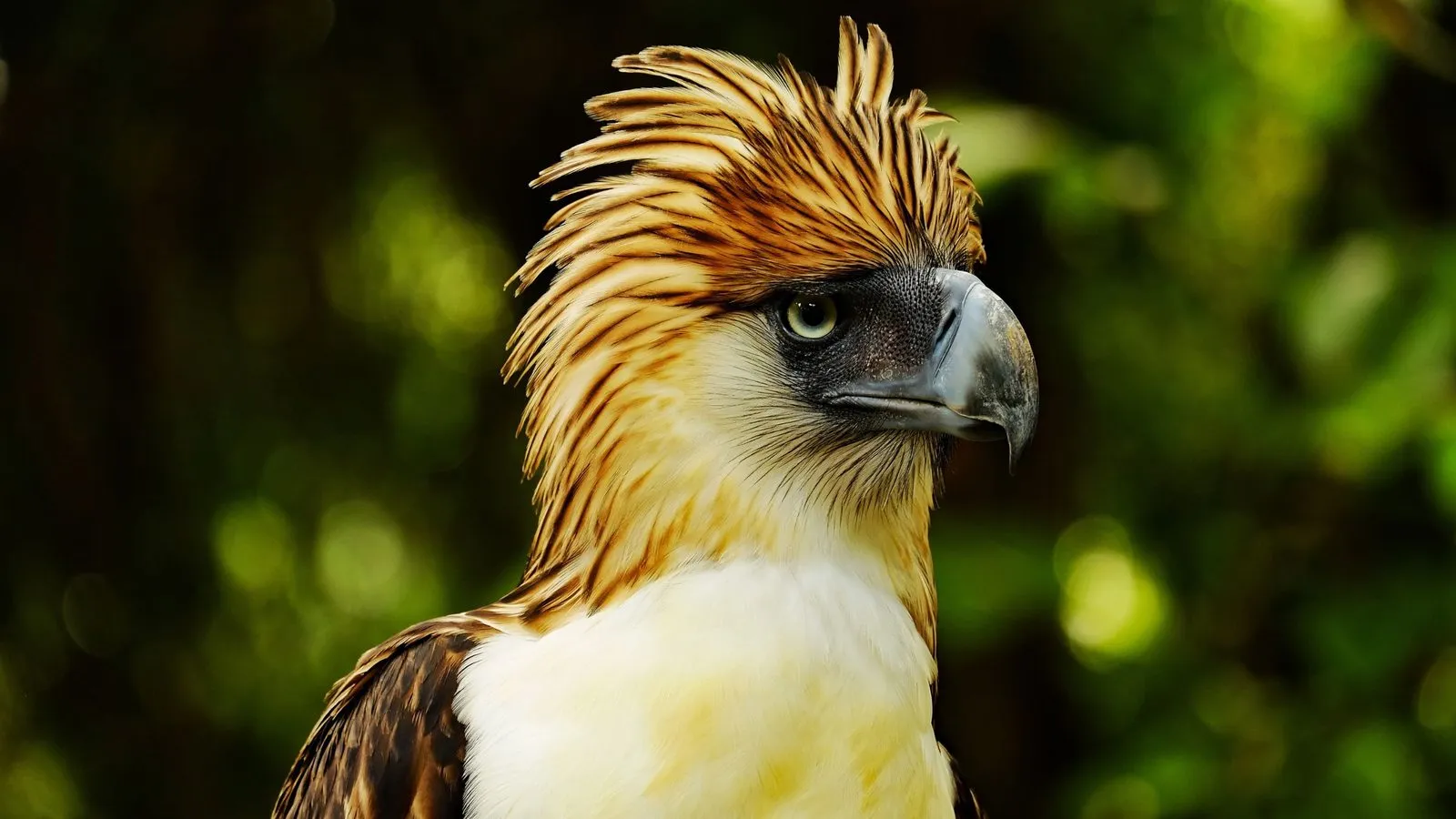 A Philippine eagle with a shaggy brown and cream crest and a huge grey hooked beak, against green forest