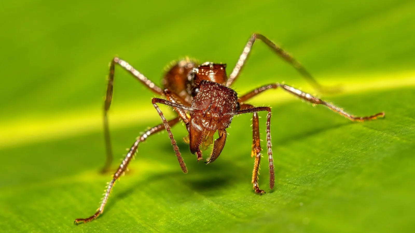 A reddish-brown bullet ant facing the camera on a green leaf, its jaws open