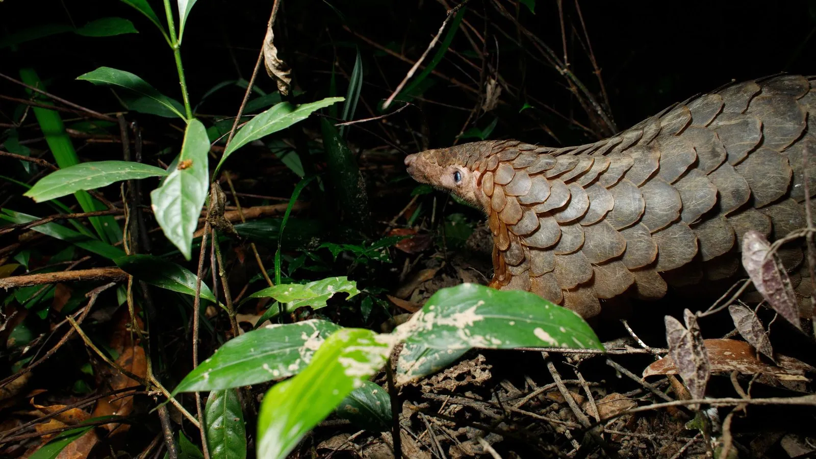 A Sunda pangolin with overlapping grey-brown scales pushing through leaves on a dark forest floor